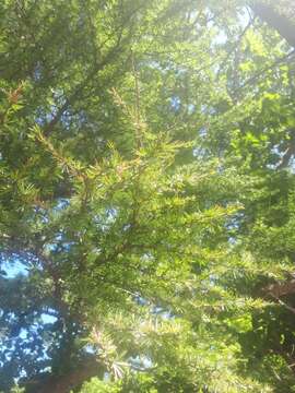 Image of Larix gmelinii var. olgensis (A. Henry) Ostenf. & Syrach