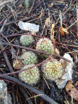 Image of Mammillaria sphacelata subsp. sphacelata