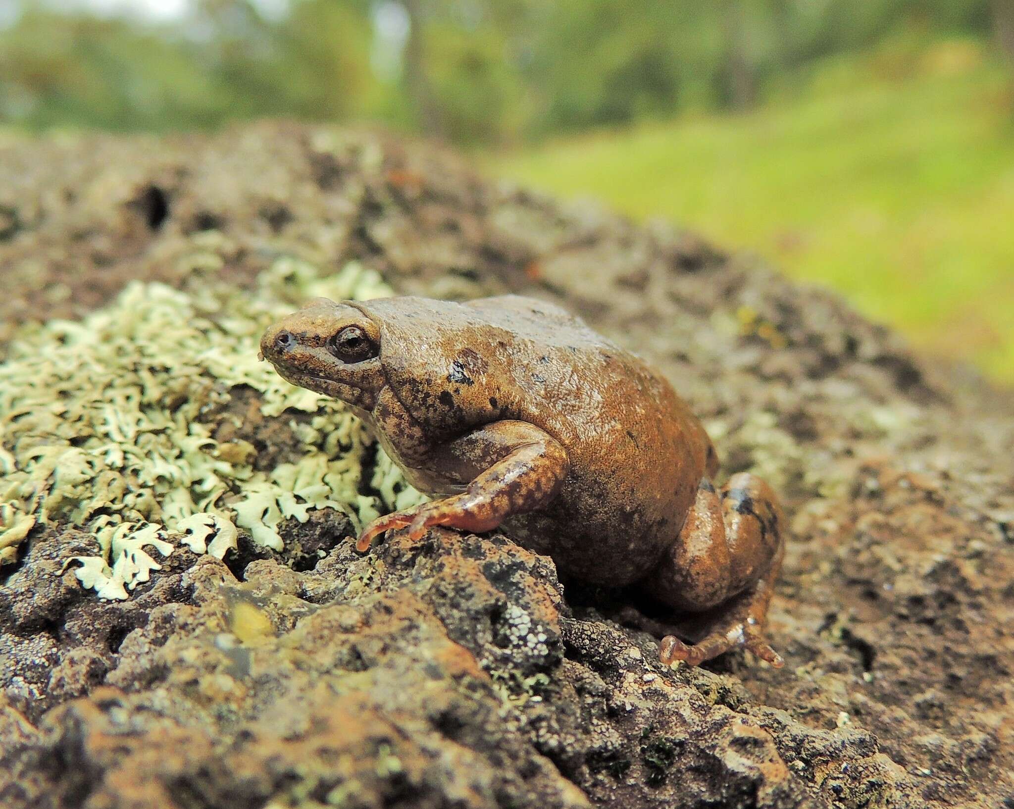 صورة Gastrophryne mazatlanensis (Taylor 1943)