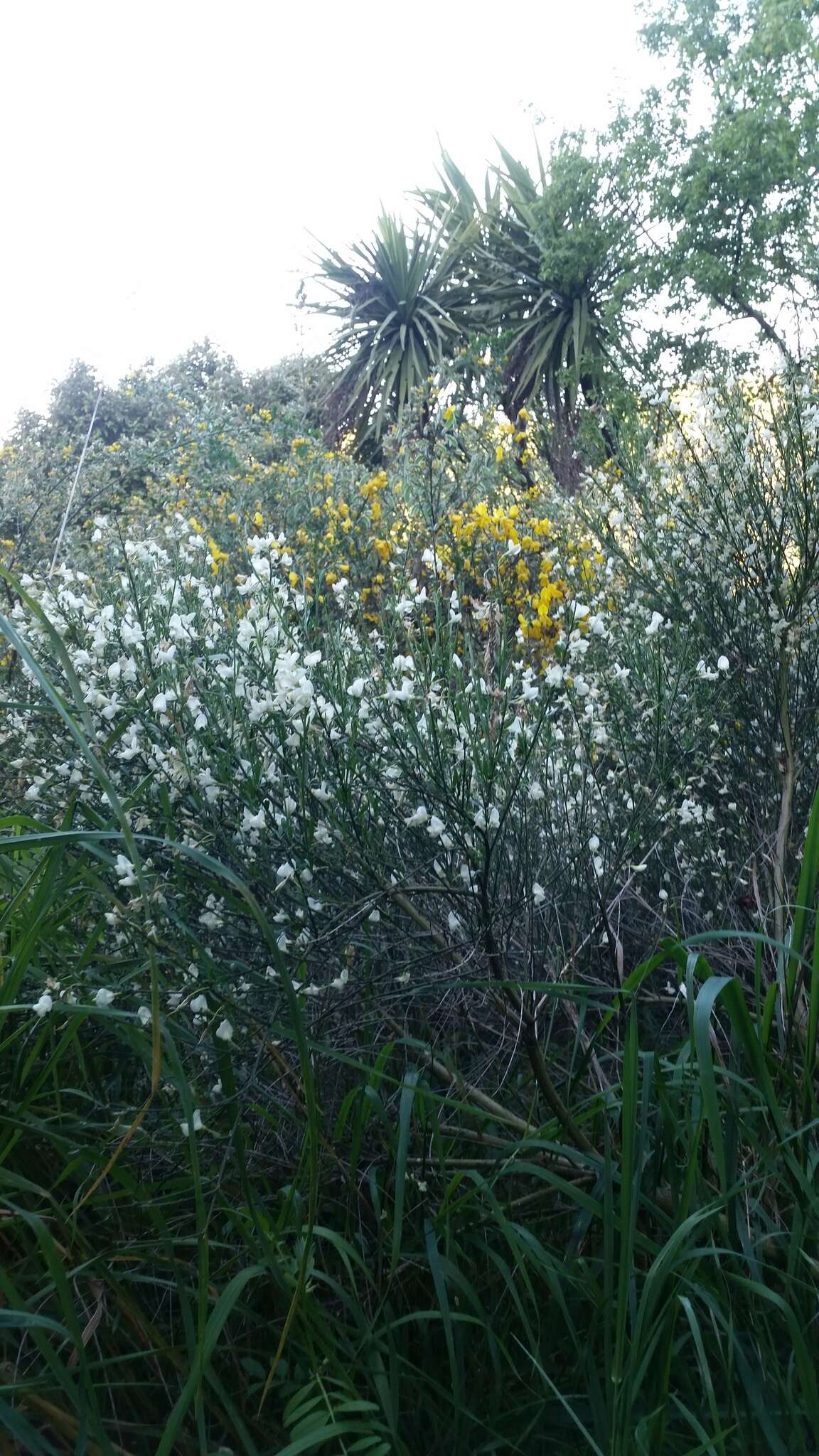 Image of white spanishbroom