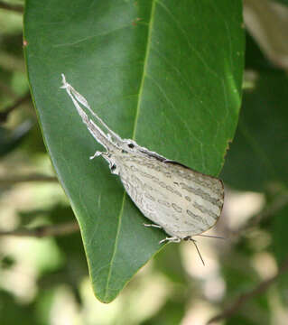 Image of Neomyrina hiemalis (Godman & Salvin 1878)