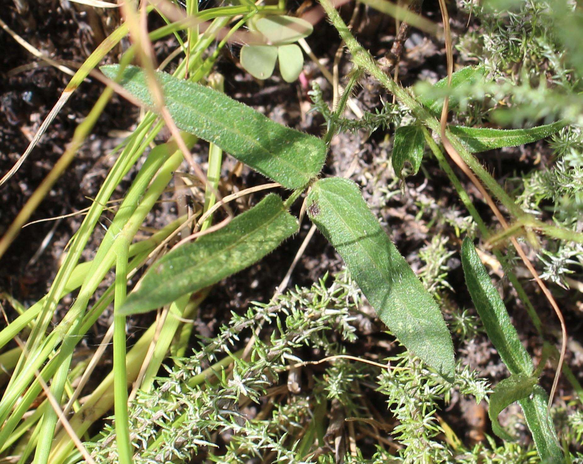 Image of Vigna vexillata var. angustifolia (Schum. & Thonn.) Baker