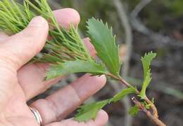 Image of Hakea drupacea (C. F. Gaertn.) Roem. & Schult.