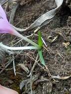 Image of Colchicum cupanii Guss.