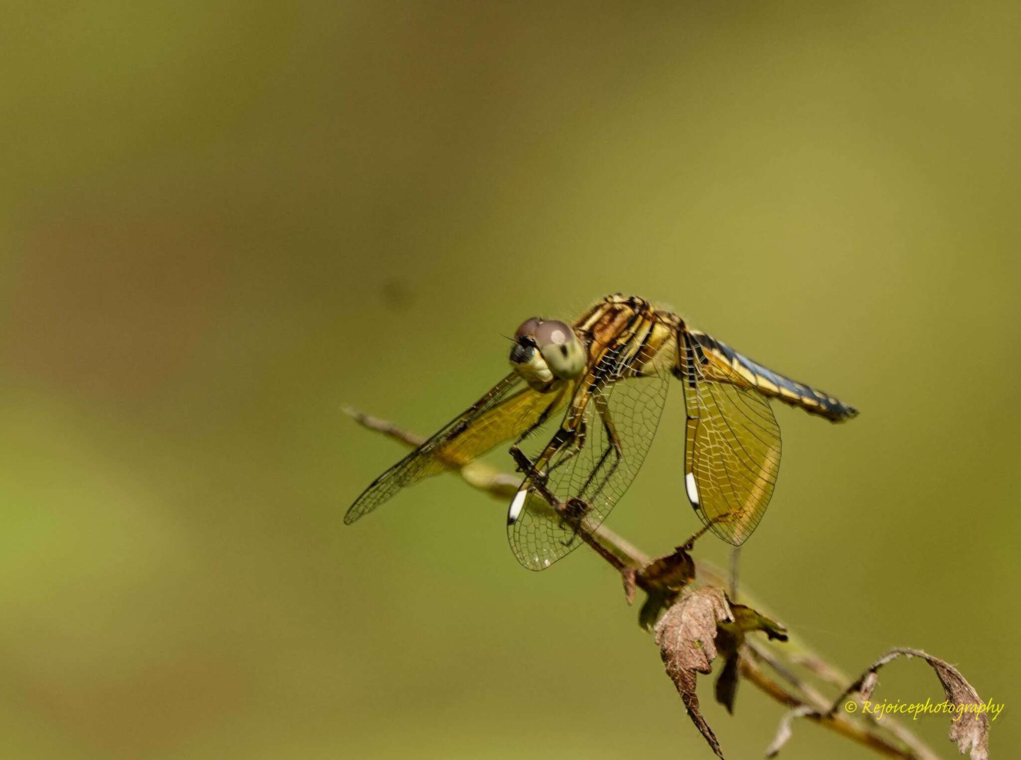 Image of Palpopleura sexmaculata (Fabricius 1787)