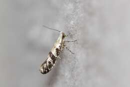 Image of Argyresthia austerella Zeller 1873