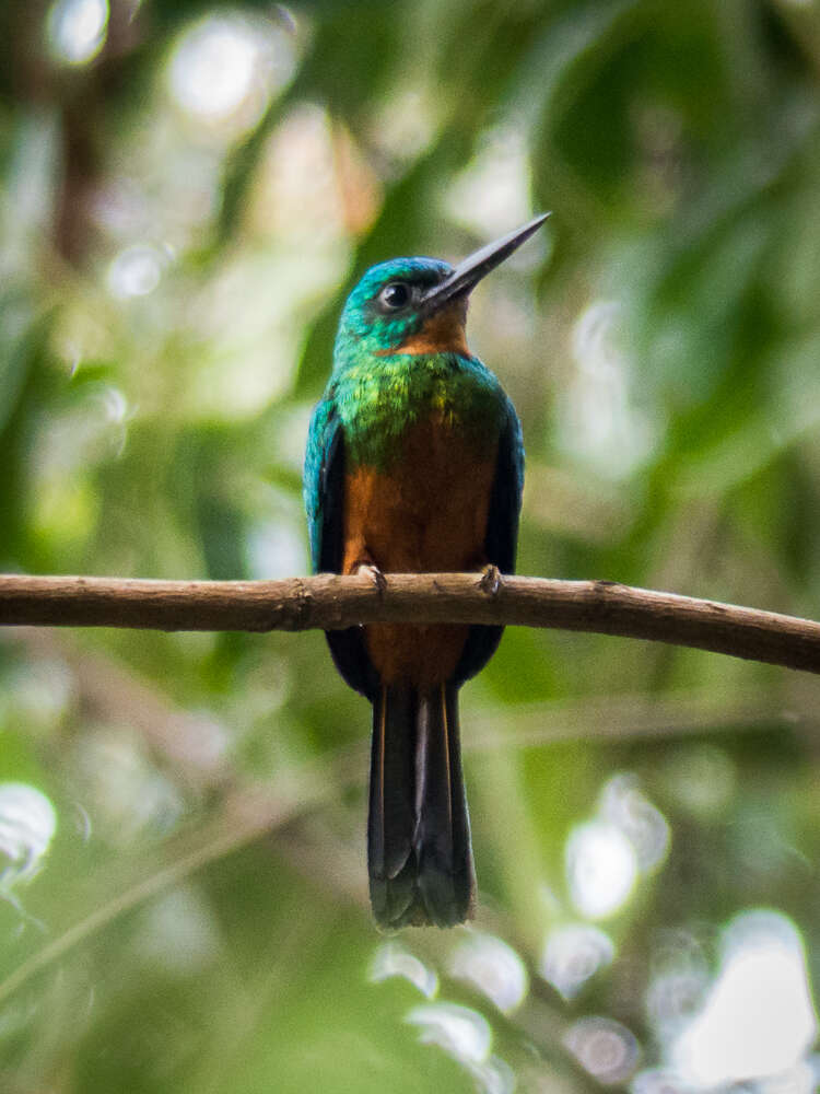 Image of Green-tailed Jacamar