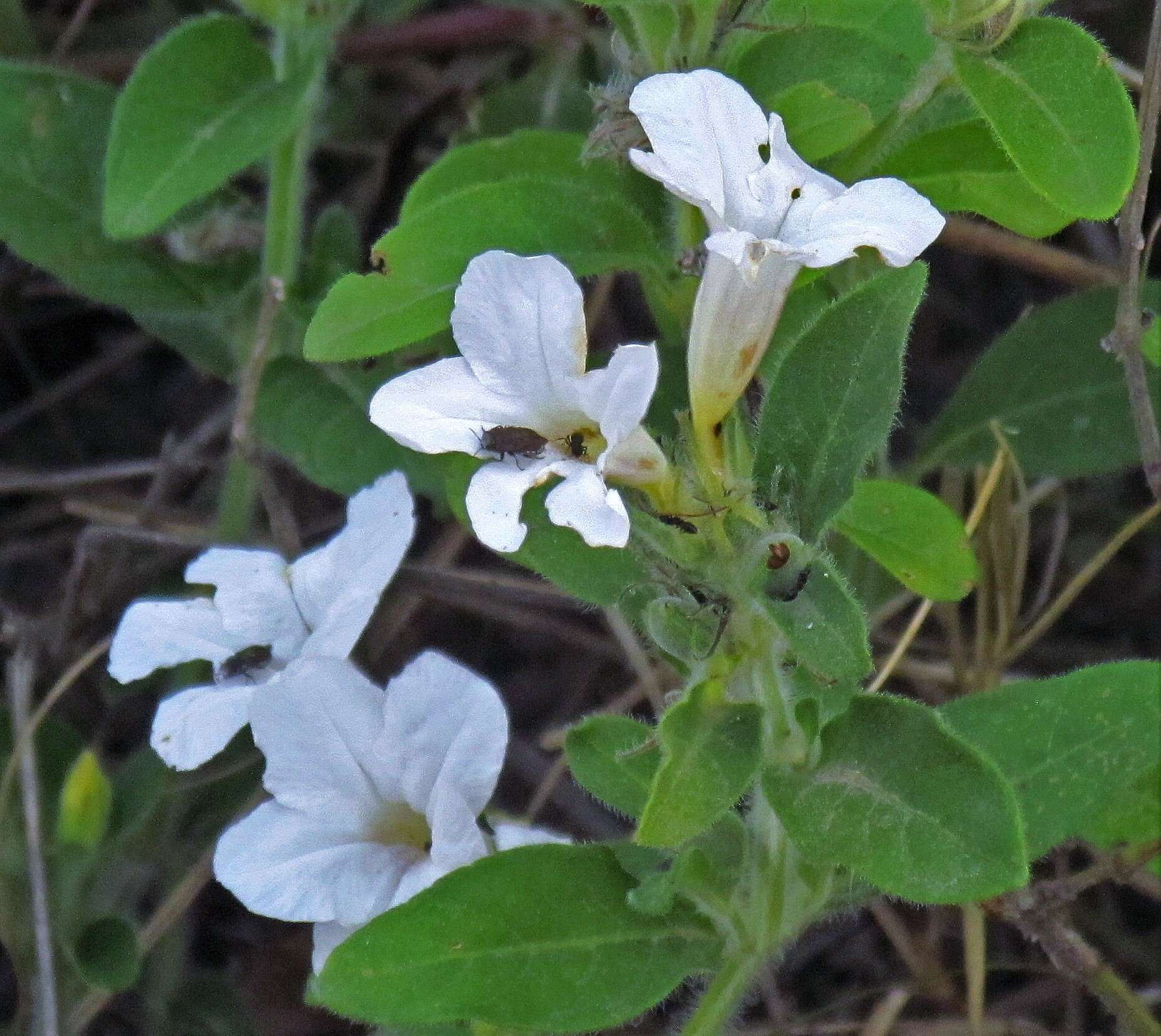 Imagem de Ruellia geminiflora Kunth