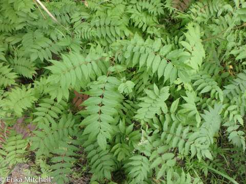 Image of false spiraea