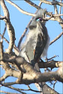 Image of Crested Coua