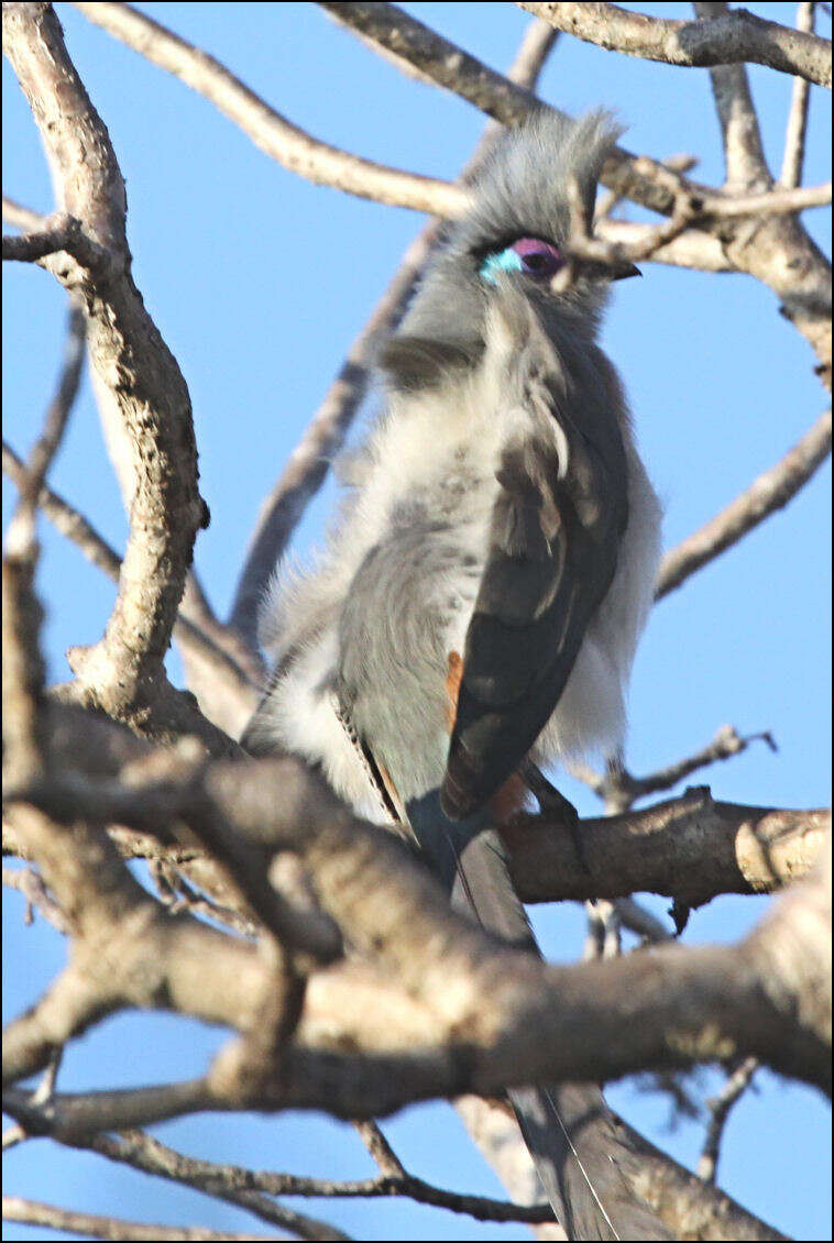 Image of Crested Coua