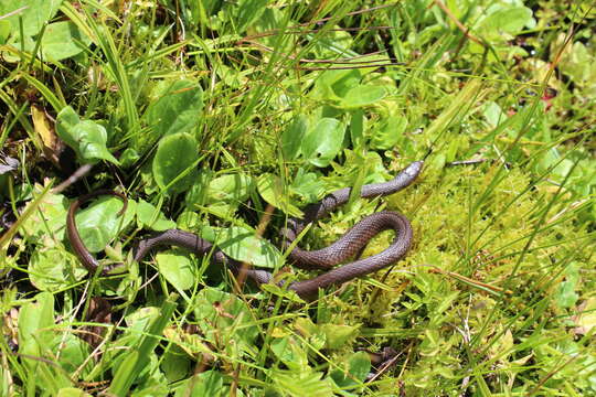 Image of Thamnophis lineri Rossman & Burbrink 2005