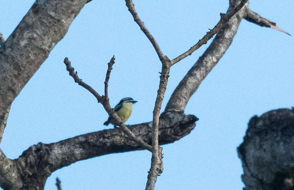 Image of Yellow-rumped Tinkerbird