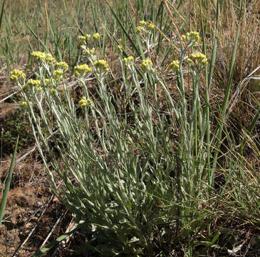 Image of strawflower