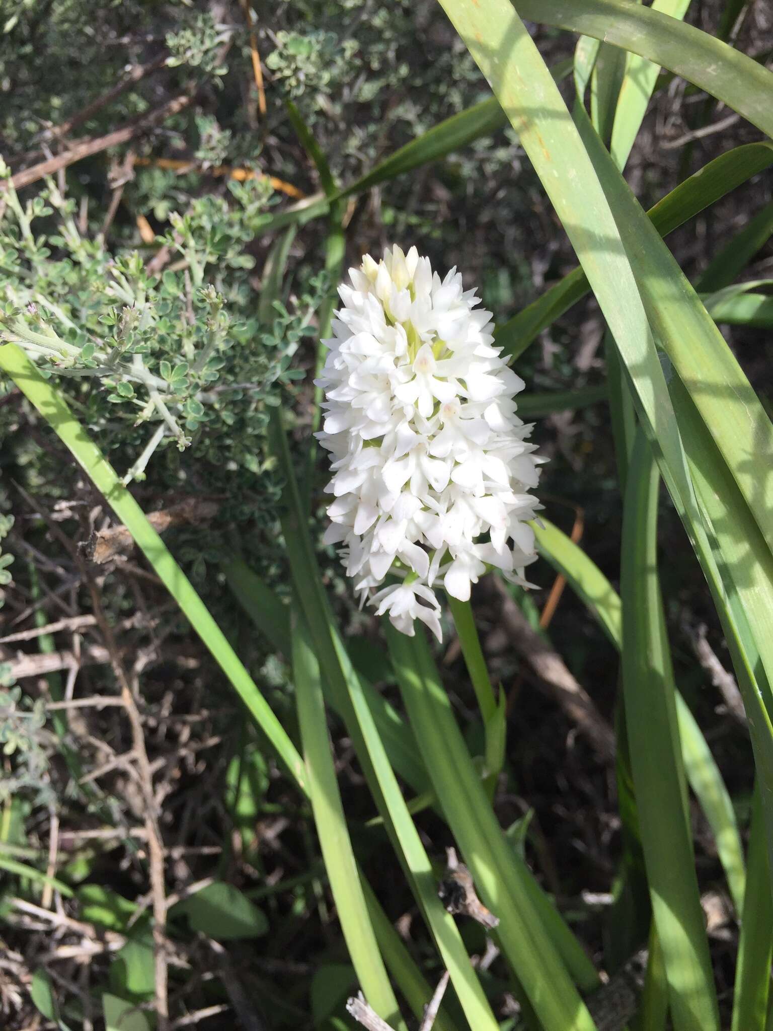 صورة Anacamptis pyramidalis var. pyramidalis