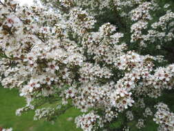 Plancia ëd Kunzea robusta de Lange & Toelken