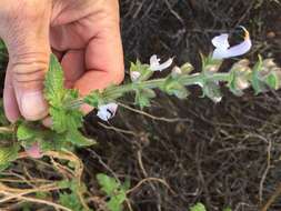 Image of Large blue sage