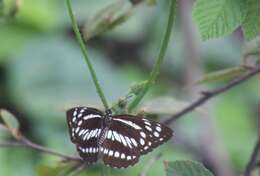 Image of Neptis dejeani Oberthür 1894