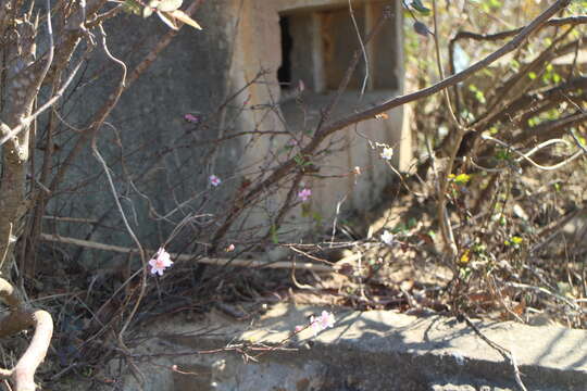 Prunus pogonostyla Maxim.的圖片