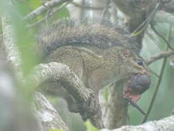 Image of Thomas's rope squirrel