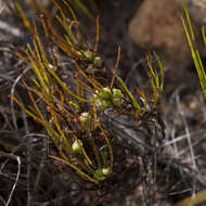 Image of Centella macrocarpa (Rich.) Adamson