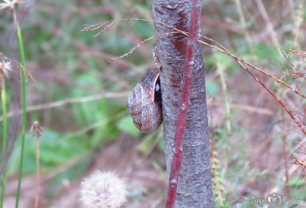 Image of Milk snail