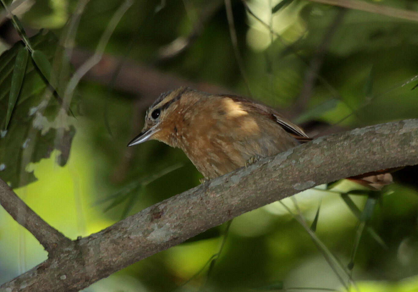 Image of Ochre-breasted Foliage-gleaner