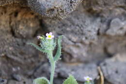 Anchusa milleri Spreng.的圖片