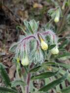 صورة Onosma tricerosperma Lag.