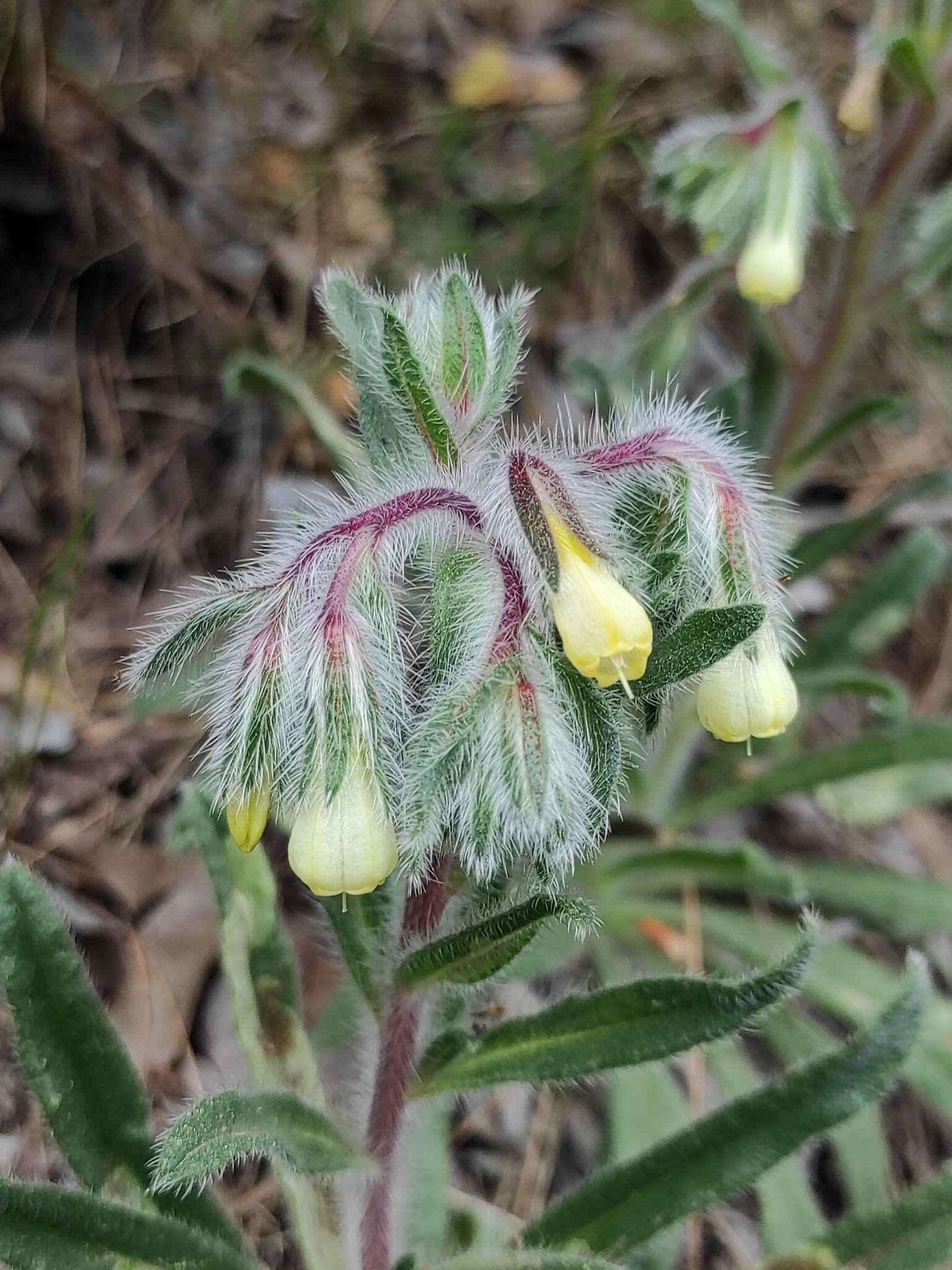 صورة Onosma tricerosperma Lag.