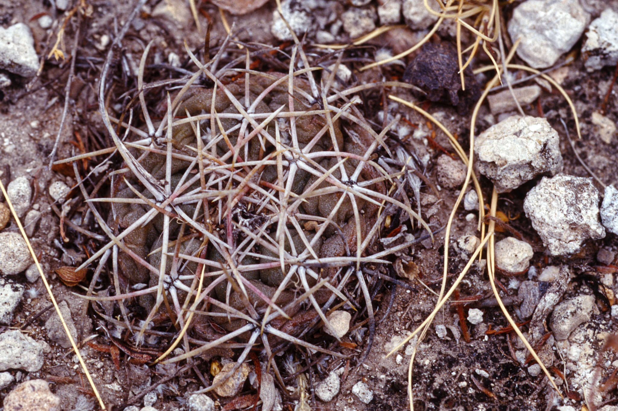 Image of Thelocactus hexaedrophorus (Lem.) Britton & Rose