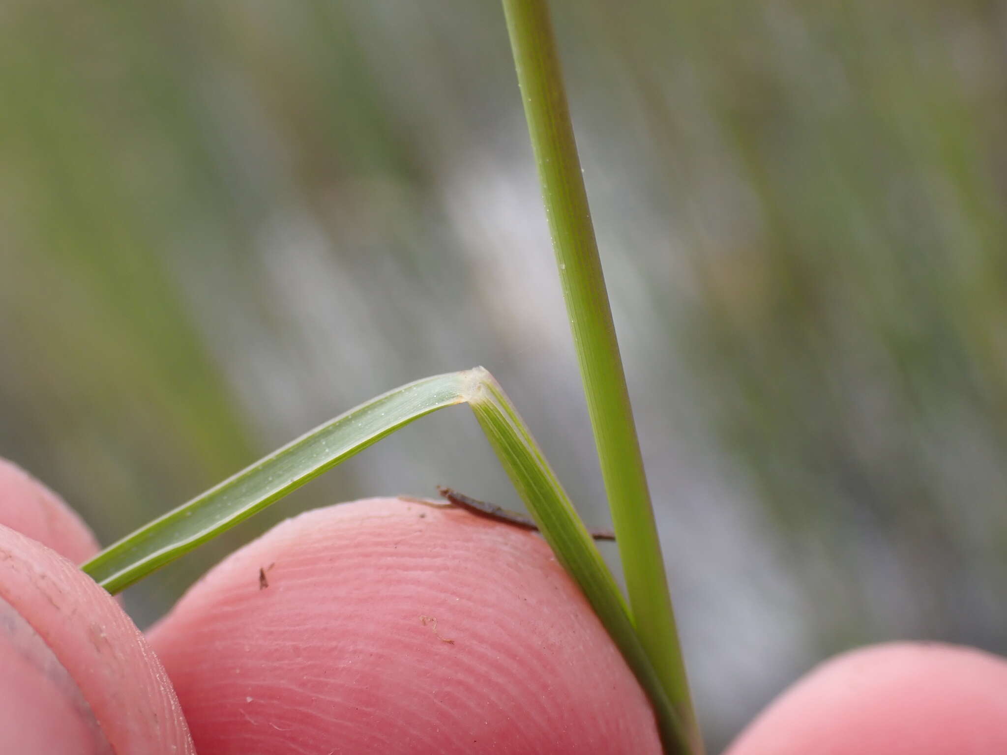 Image of Eragrostis infecunda J. M. Black