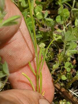 Image of Bridges' gilia