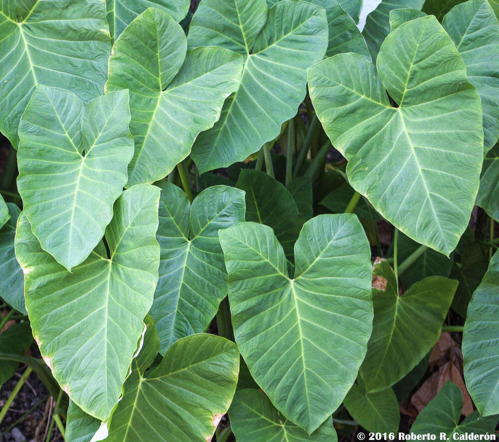 Image of Xanthosoma sagittifolium (L.) Schott