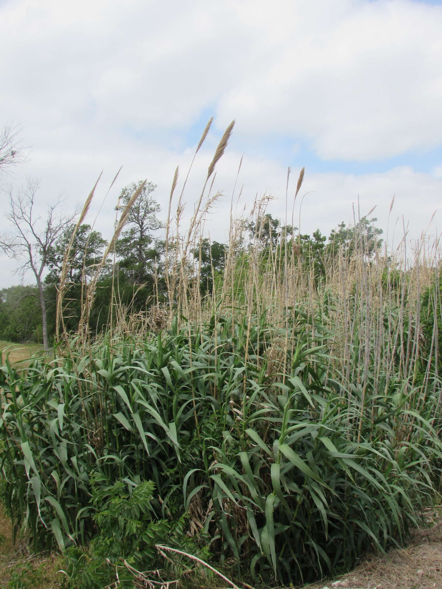 Plancia ëd Arundo donax L.