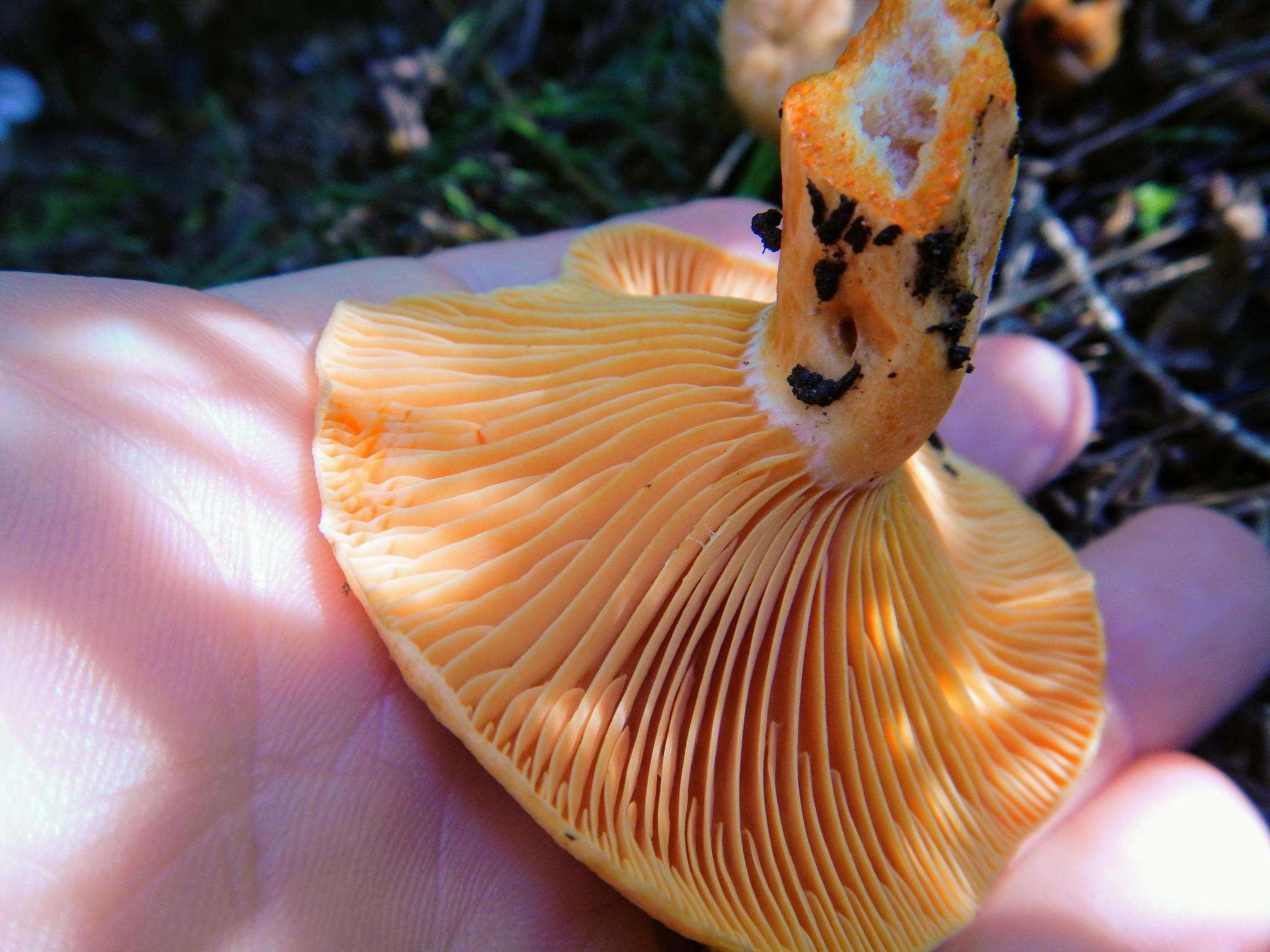 Sivun Lactarius salmonicolor R. Heim & Leclair 1953 kuva