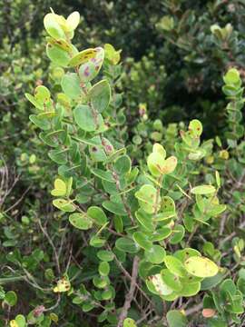 Image of Dune myrtle