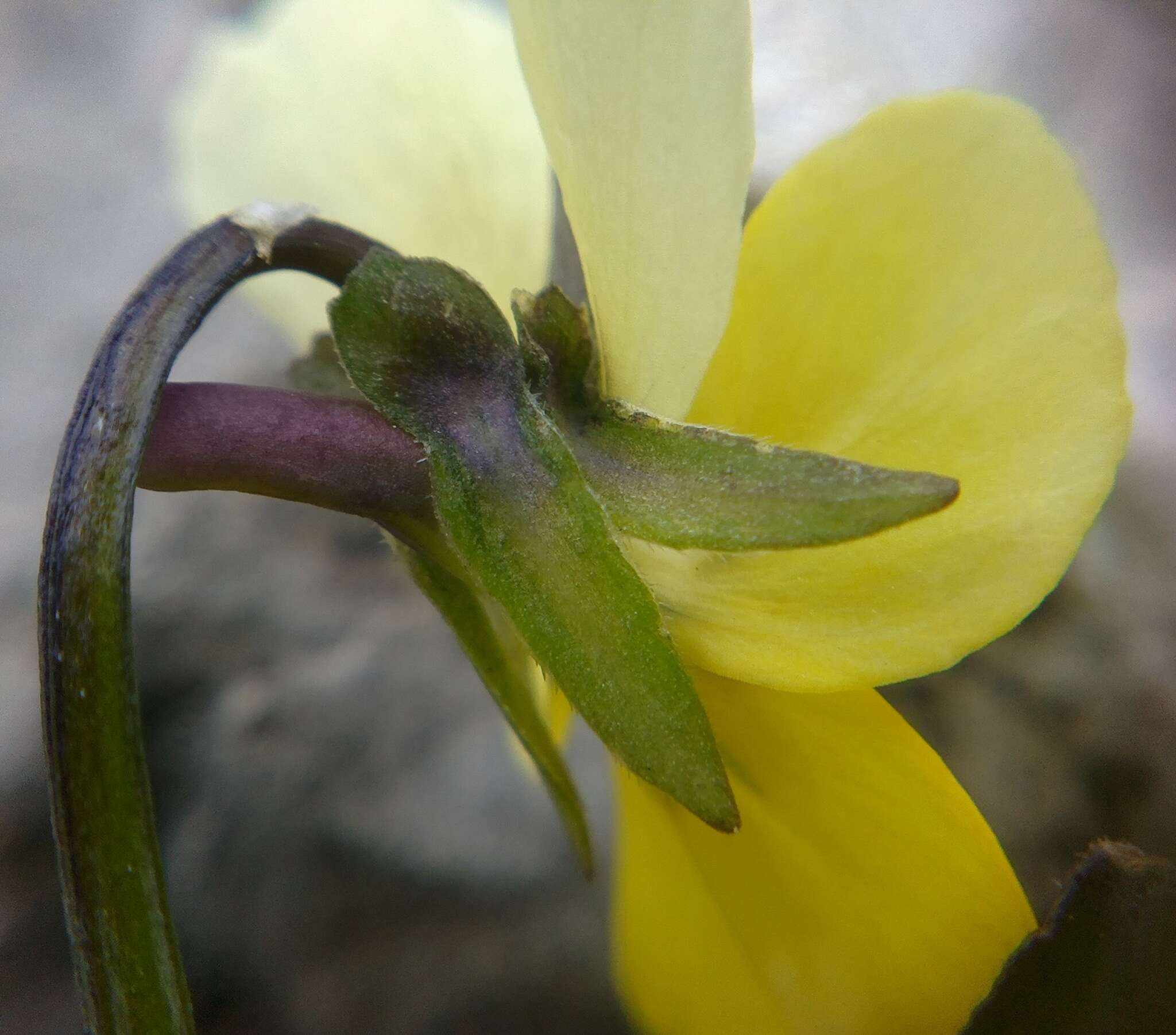 Image of Viola tricolor subsp. alpestris (Ging.) Ces.