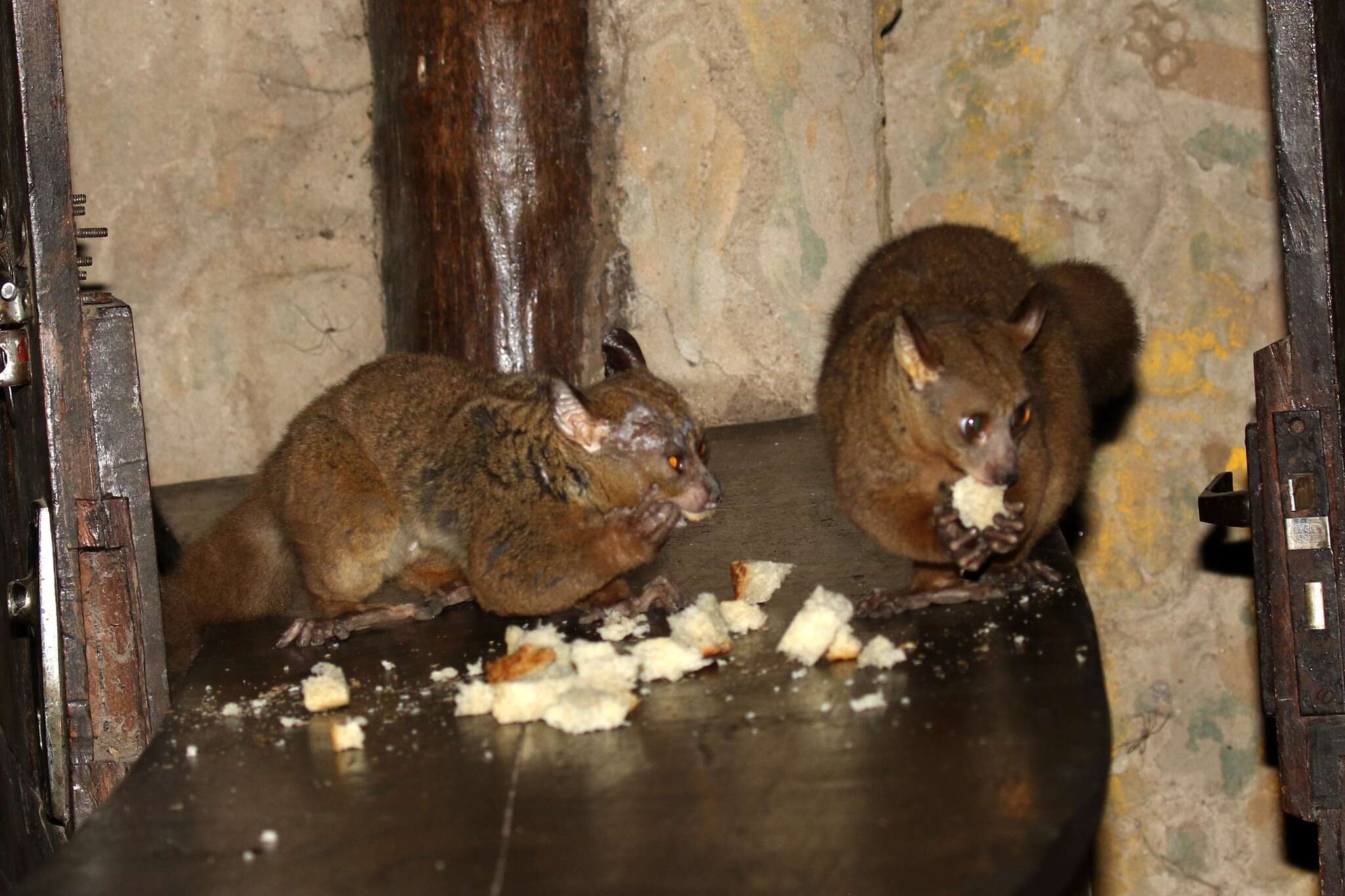 Image of Garnett's Greater Galago