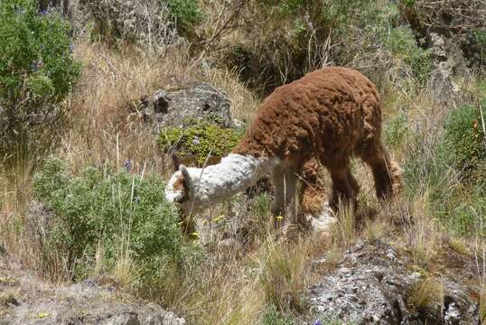 Image of Alpaca