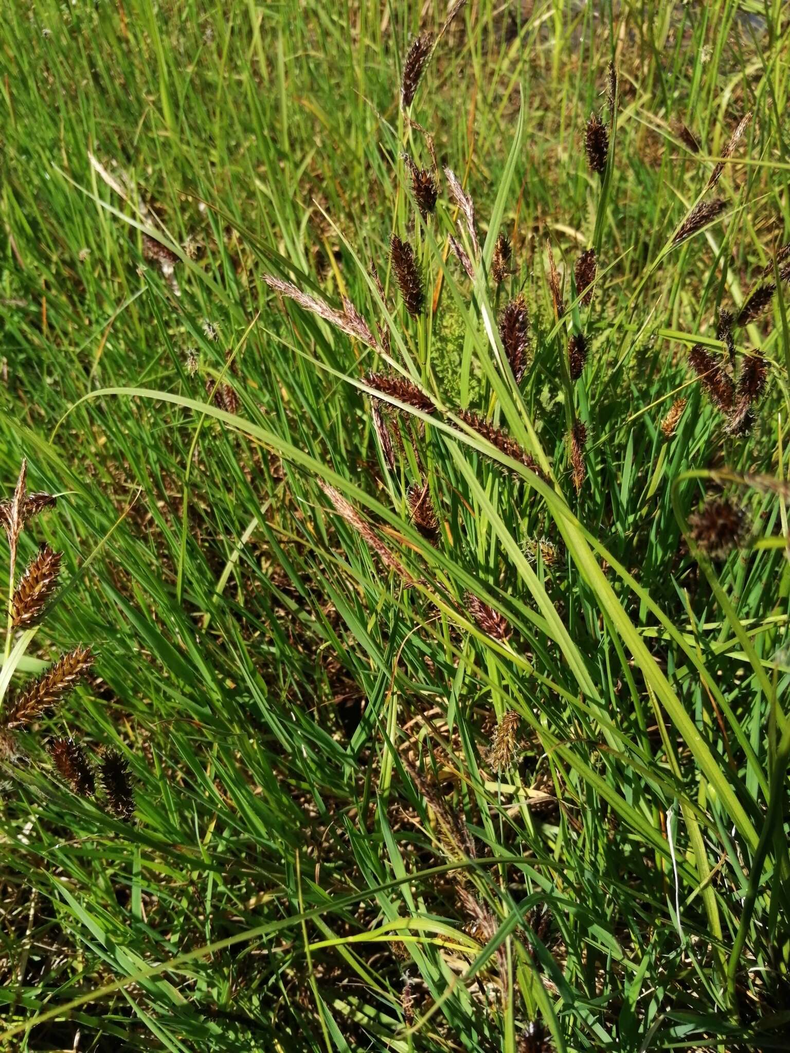 Sivun Carex pamirensis subsp. dichroa Malyschev kuva