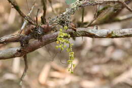 Image of Chiloschista segawae (Masam.) Masam. & Fukuy.