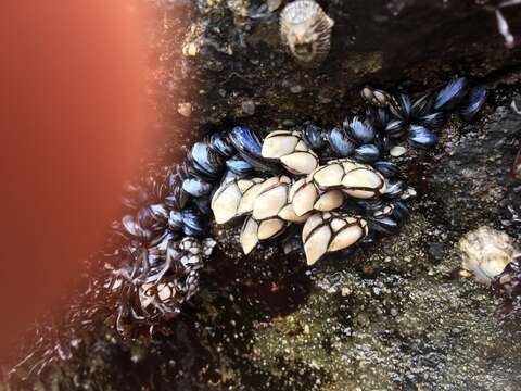 Image of goose neck barnacle