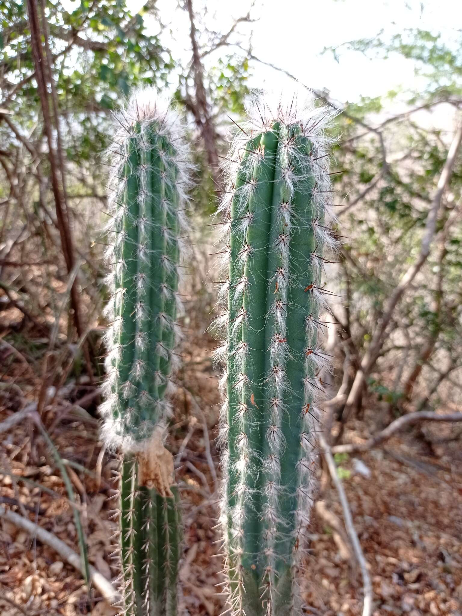 Pilosocereus quadricentralis (E. Y. Dawson) Backeb. resmi