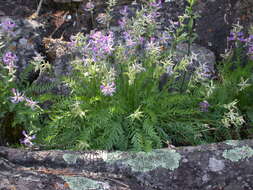 Слика од Oxytropis campestris var. johannensis Fernald