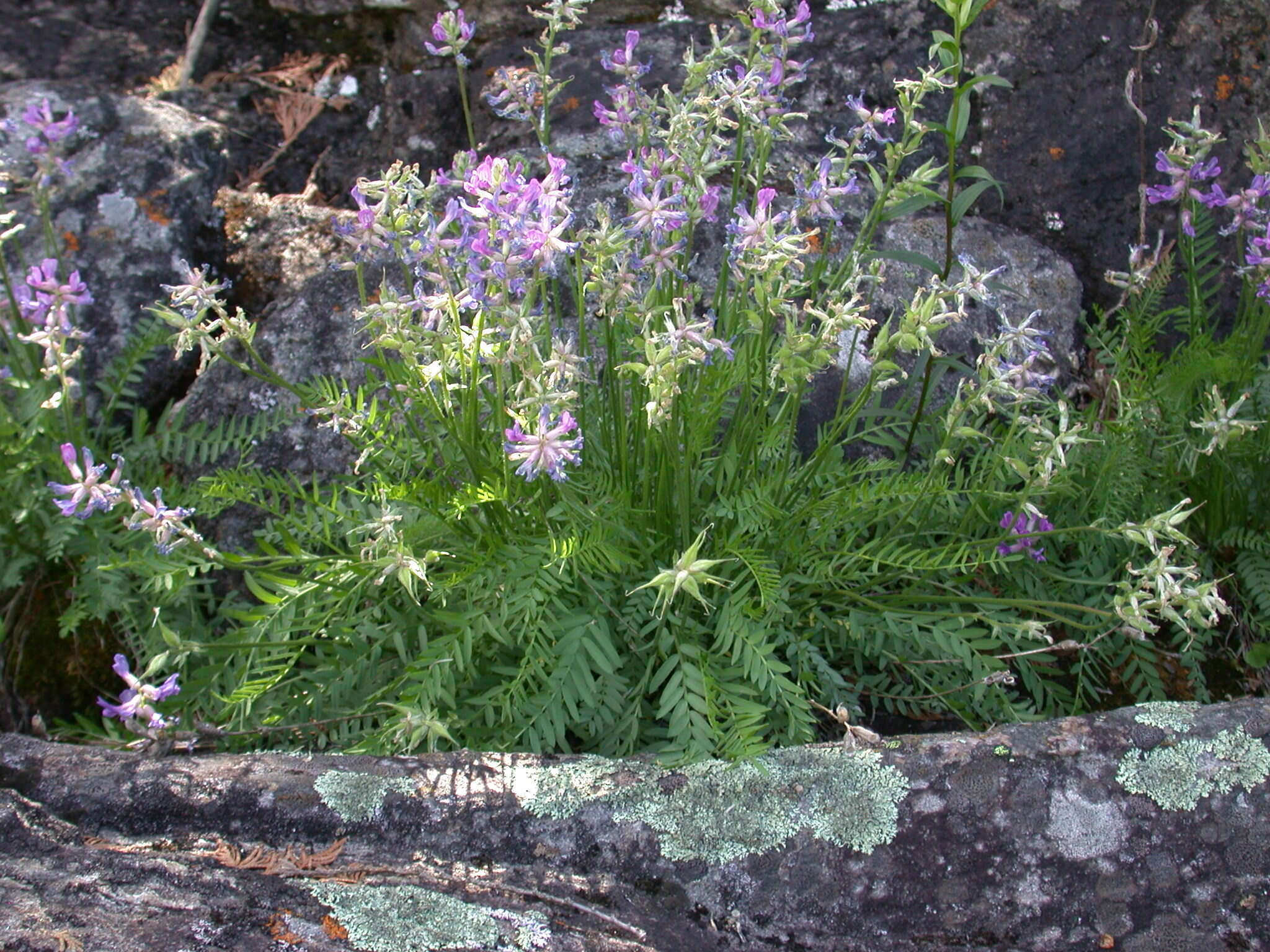 Слика од Oxytropis campestris var. johannensis Fernald