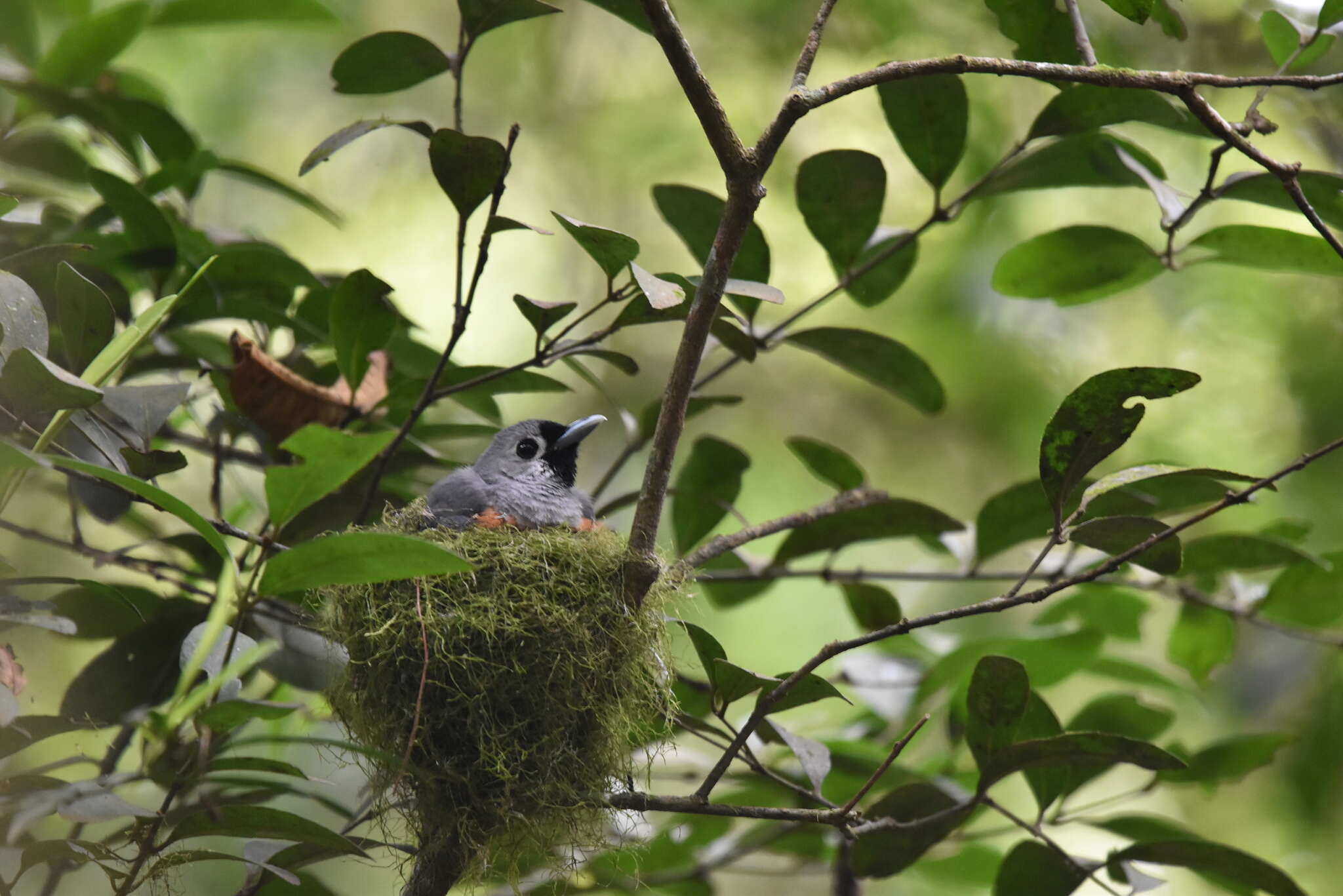 Image of Black-faced Monarch