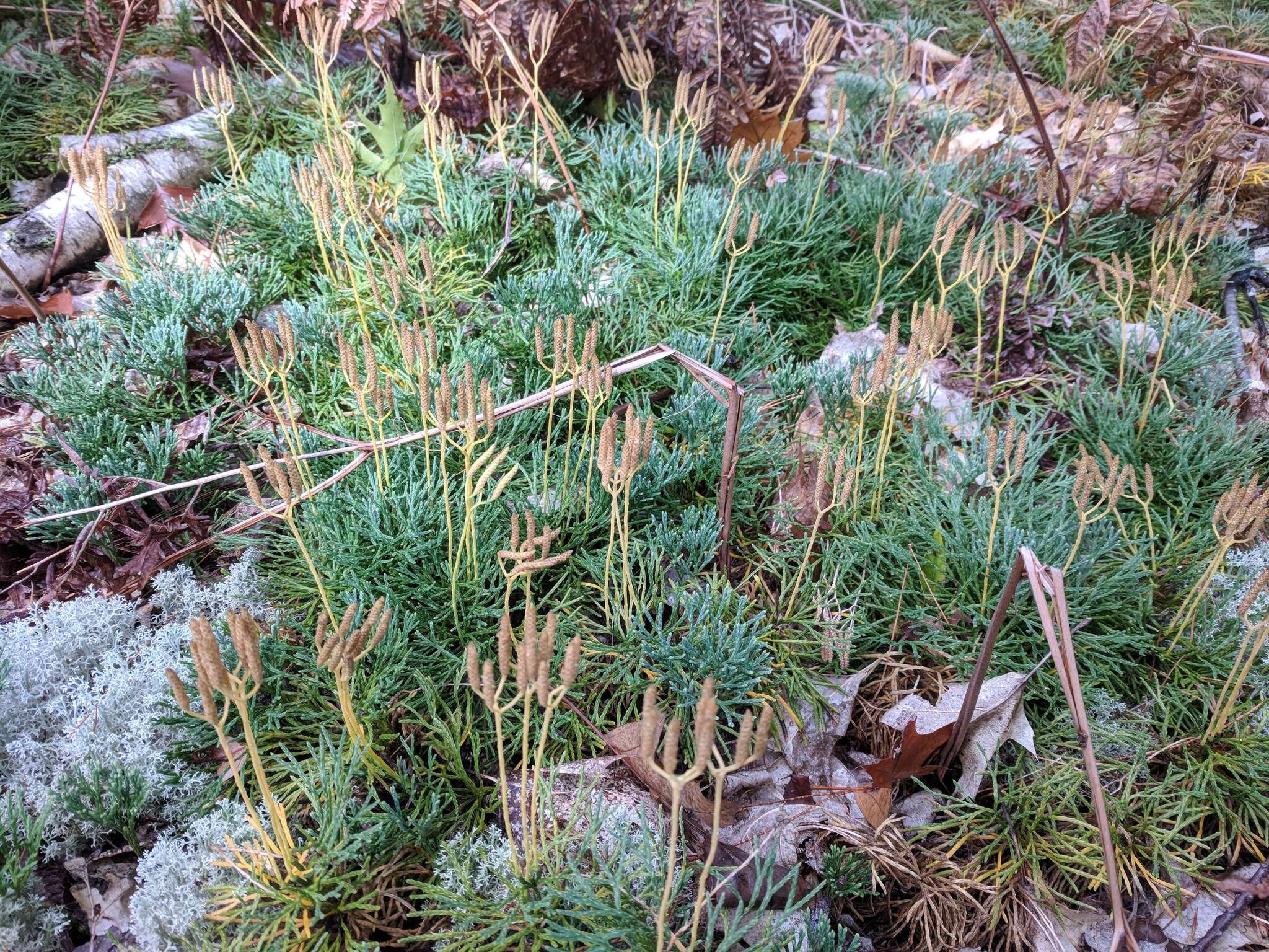 Image of deeproot clubmoss