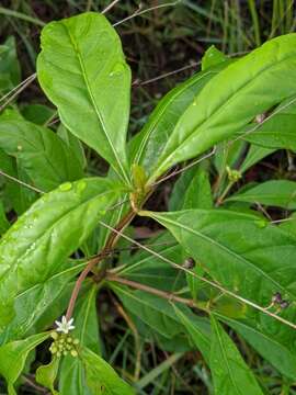 Image de Morinda royoc L.