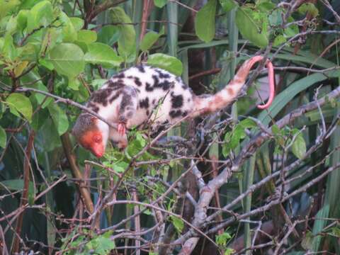 Image of Waigeo Cuscus